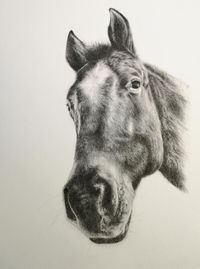 Portrait nach Foto - Bleistift Pferd