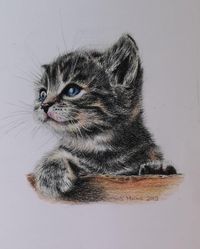 Portrait Tierportrait Katze Buntstift
